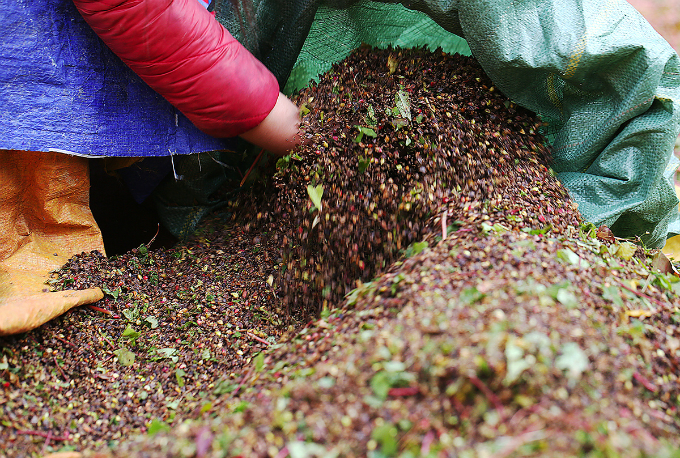 Experience northern Vietnam’s enchanting buckwheat harvest
